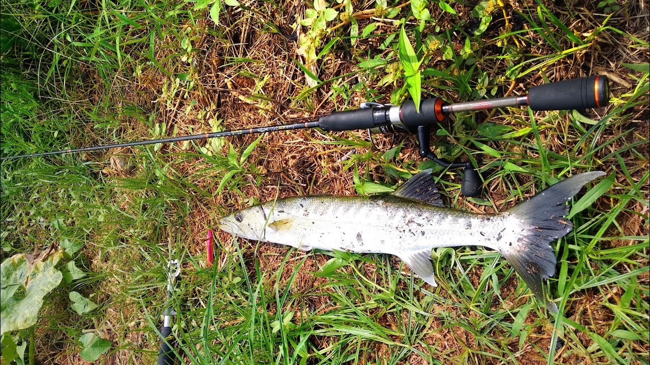 Casting Di Sarang Barracuda | Muara POJ City Semarang