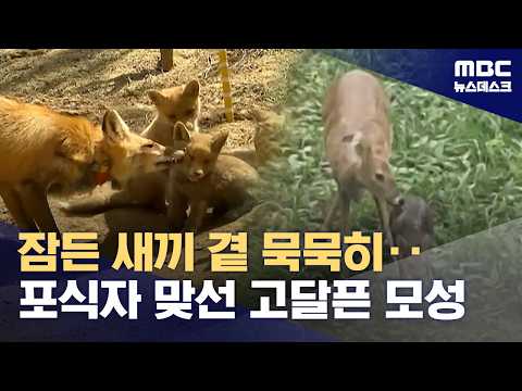 새끼 노린 포식자 맞선 어미‥야생동물의 내리사랑 (2026.02.13/뉴스데스크/MBC)