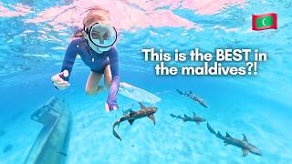 Exploring the Underwater World of the Maldives 🇲🇻 screenshot 1