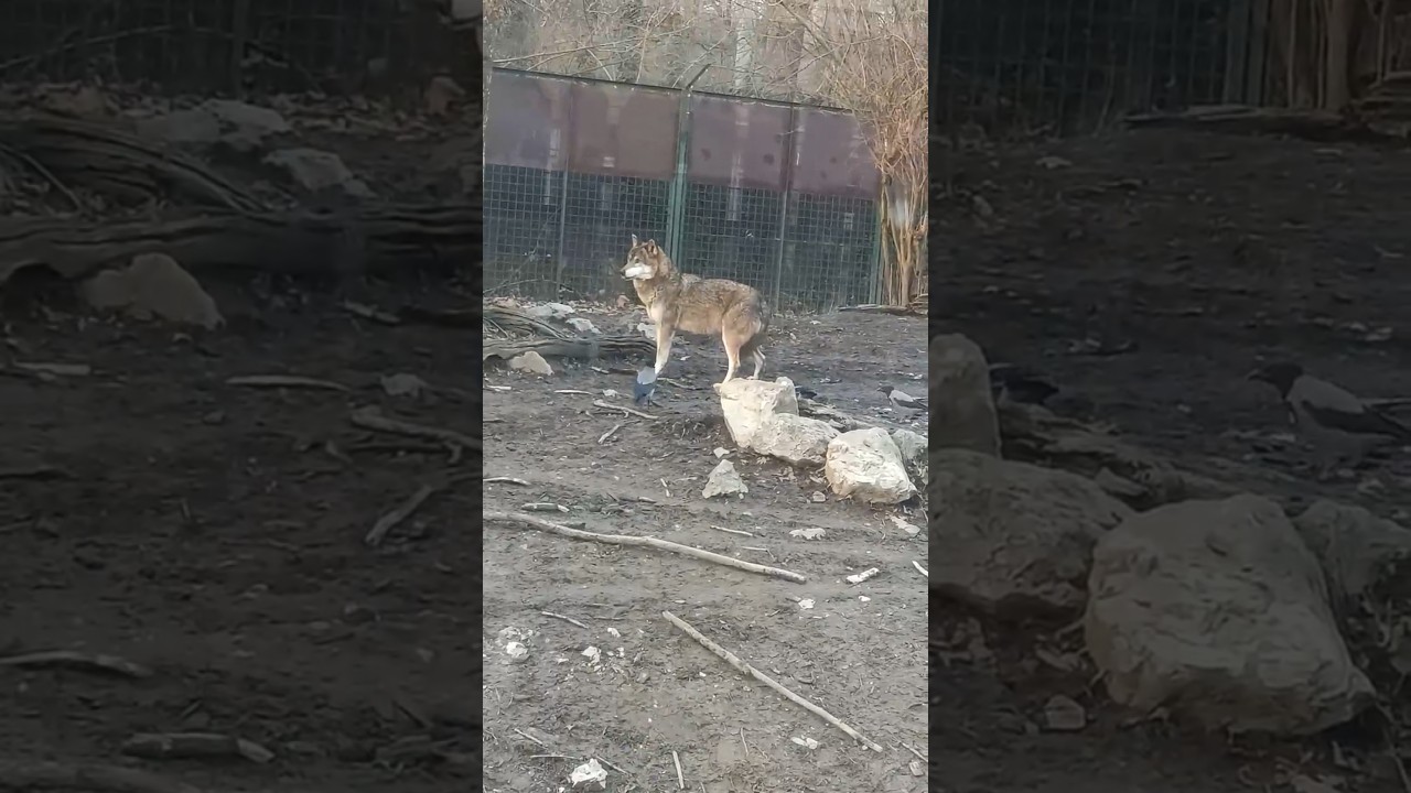 Crows and Wolves: An Unlikely Friendship | Amazing Symbiotic Relationship in the Wild