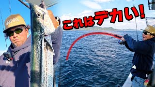 The drag won't stop. The giant winter yellowtail is in full swing