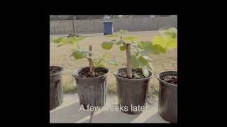 How to root fig cuttings #figrooting #gardening #