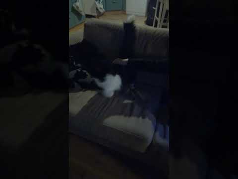 Video: Kissa Sohvalla