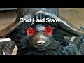 Cold Hard Stare Early Demo By Neil Bastian Inspired By Paddington 2 UNOFFICIAL mp3