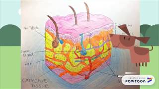 Layers of Skin Epidermis [Easy Mnemonic & Labels Animation]