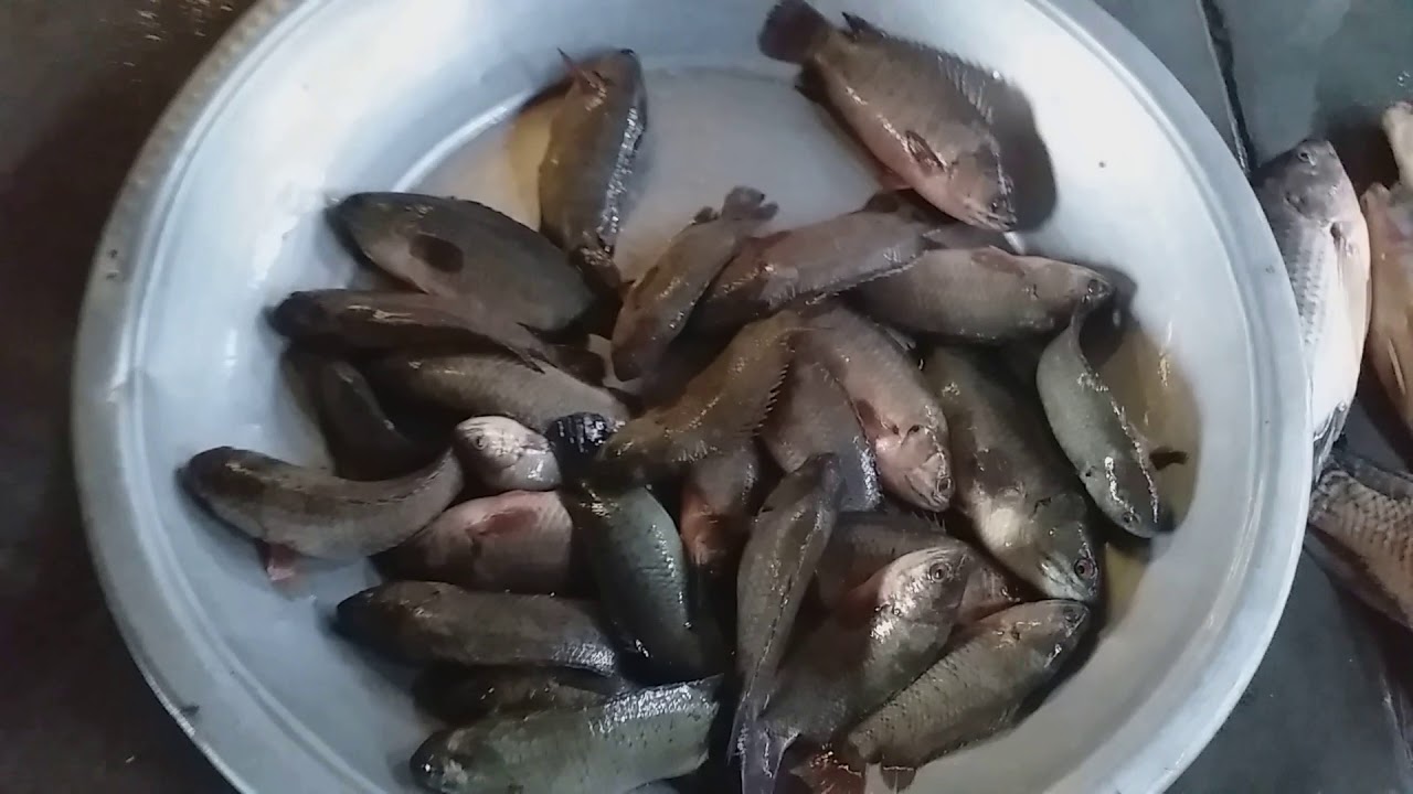 Amazing Rural Village Fish Market In Bangladesh! Bengali fish market