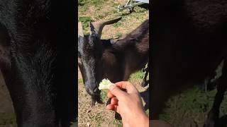 Tirso prueba la Lechuga 🥬