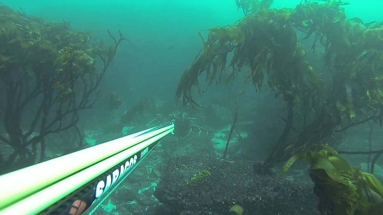 Cabrilla - Antofagasta - Chile - Esteban Sierra - Feñasub - Pesca Submarina Chile