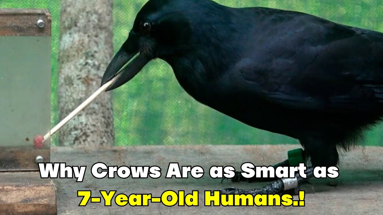 Why are crows as smart as 7 year old humans..?