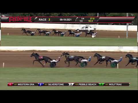 Vidéo: International Striped Horse Horse Race Hypoallergénique, Santé Et Durée De Vie