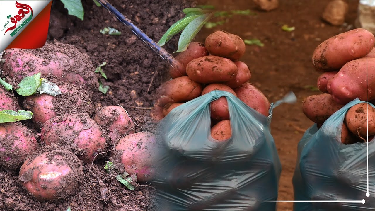 بعد التساقطات المطرية... فلاحون بالمهاية نواحي مكناس يتوقعون انخفاض ثمن البطاطس