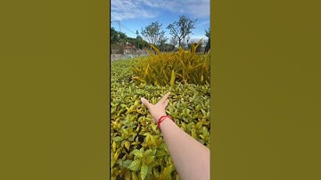 #xuhuongyoutube hướng dẫn edit video ghép lại nhé a chị e dk ủng hộ e để e ra video hướng dẫn cụ thể