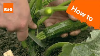 How to grow & harvest courgettes