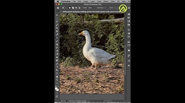 Content Aware Move Tool in Photoshop