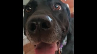 Zoe dog eat a some berries