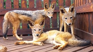 New residents at our Thula Thula wildlife rehab centre and Volunteers Academy