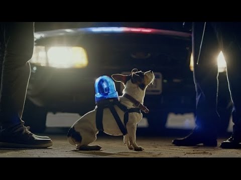 For Smarter Pet People | Whistle 3 GPS Pet Tracker & Activity Monitor