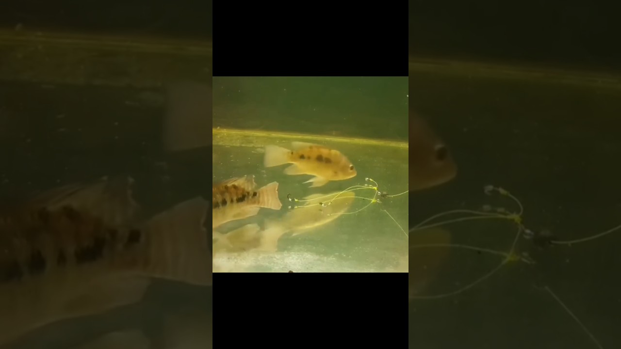 Ternyata Seperti Ini Cara Ikan Nila Makan Umpan Cotton bud