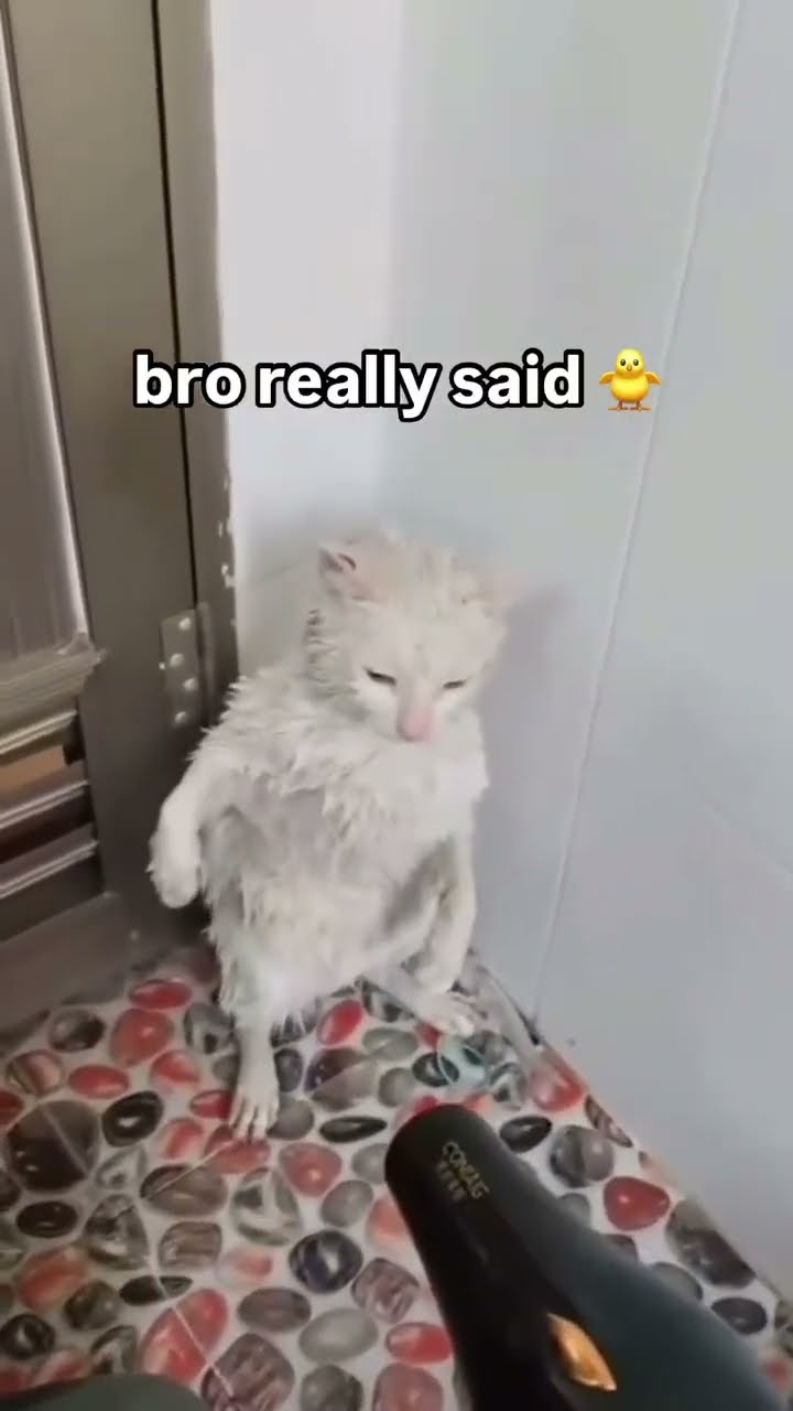 Kittyo like okay ima just stand here we got this gang