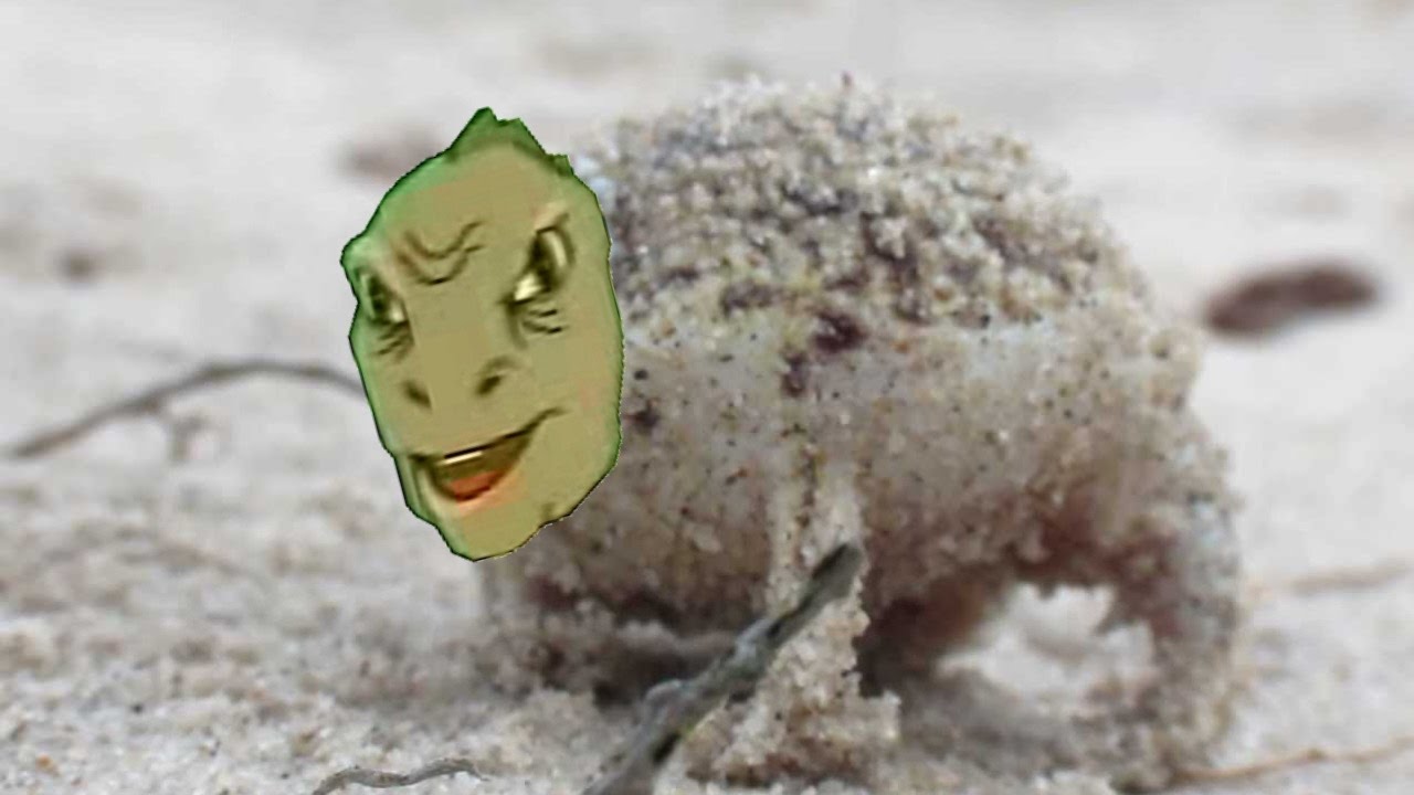 The desert Yee frog YouTube