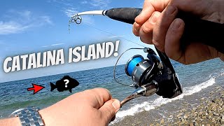 SURF FISHING Catalina Island (CATCH AND COOK On The Beach)