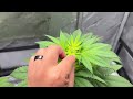 Diagnosing Nutrient / Pest Damage on Cannabis Leaves | #Shortvlog 1