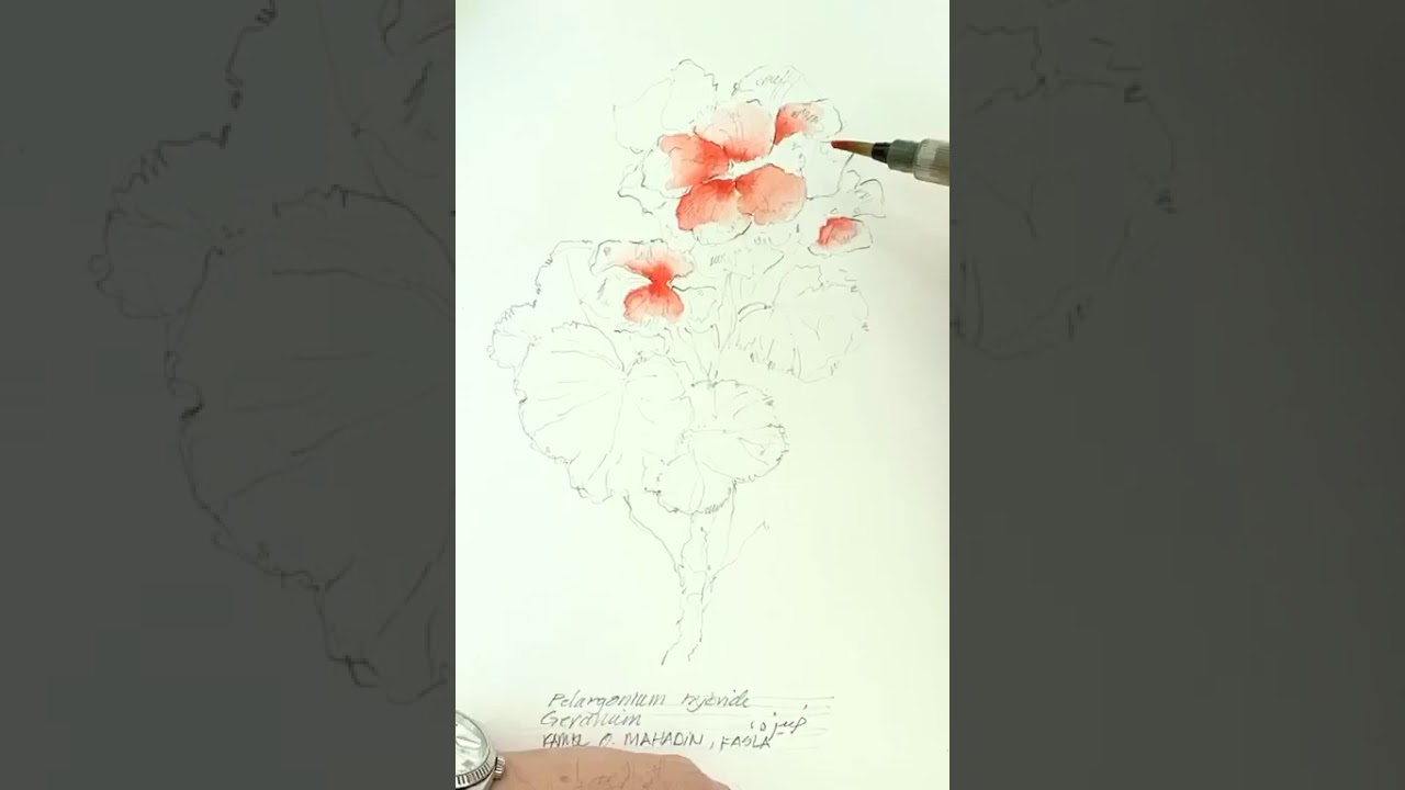 Time-lapse Geranium | Pelargonium Hybride drawn by Kamel O. Mahadin