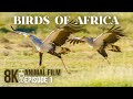 Fascinating world of exotic african birds  8kr wildlife documentary film  episode 1