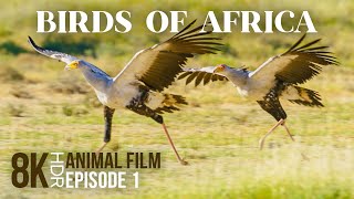 Fascinating World of Exotic African Birds  8K HDR Wildlife Documentary Film  Episode 1