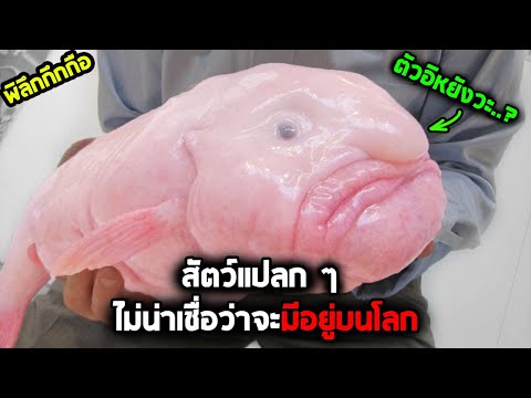 ผลสลากกินแบ่งรัฐบาล วันที่ 1 พย. 2567 ผลสลากกินแบ่งรัฐบาล วันที่ 1 พย. 2567