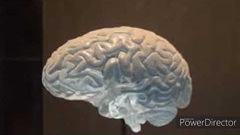 Brain Music volume 2.31