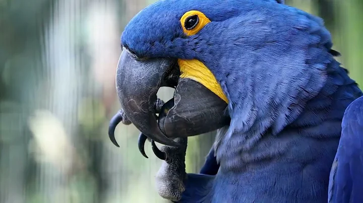 Hyacinth Macaw: Jewel of the Amazon - Exploring Habitat, Behavior, and Conservation
