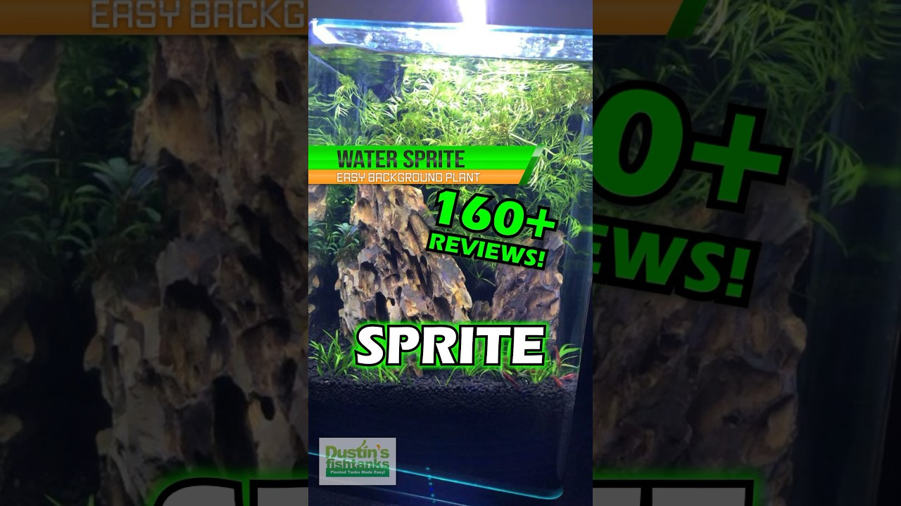 ALL CUSTOMER TANKS! WATER SPRITE / CERATOPTERIS THALICROIDES (MEGA HARDY AQUARIUM PLANT FOR SALE)