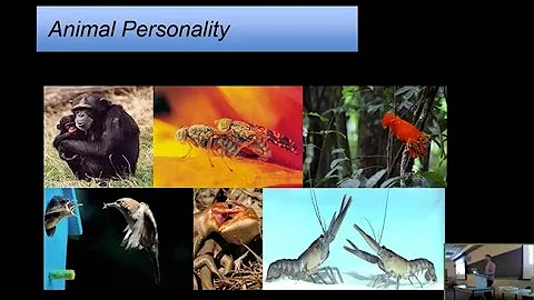 Personality plasticity and intraindividual variability: The complexities of animal behavior
