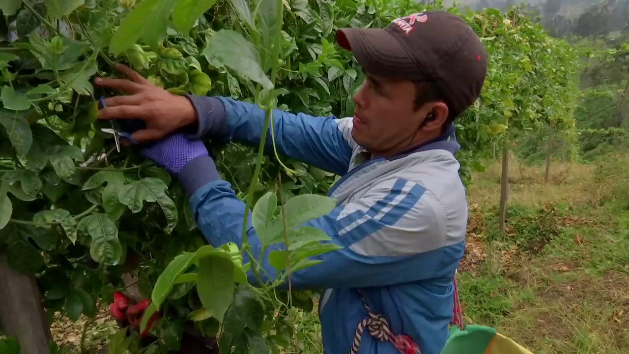 Agricultura al Día - Cultivo de Gulupa en Pasca - Cund.