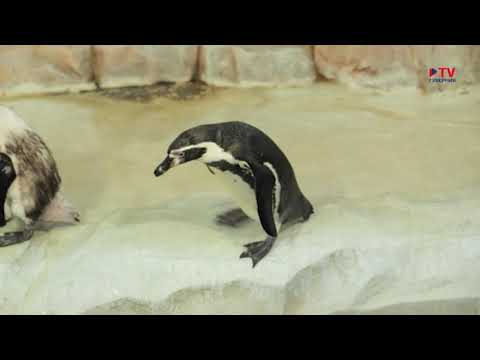 Это интересно: пингвины