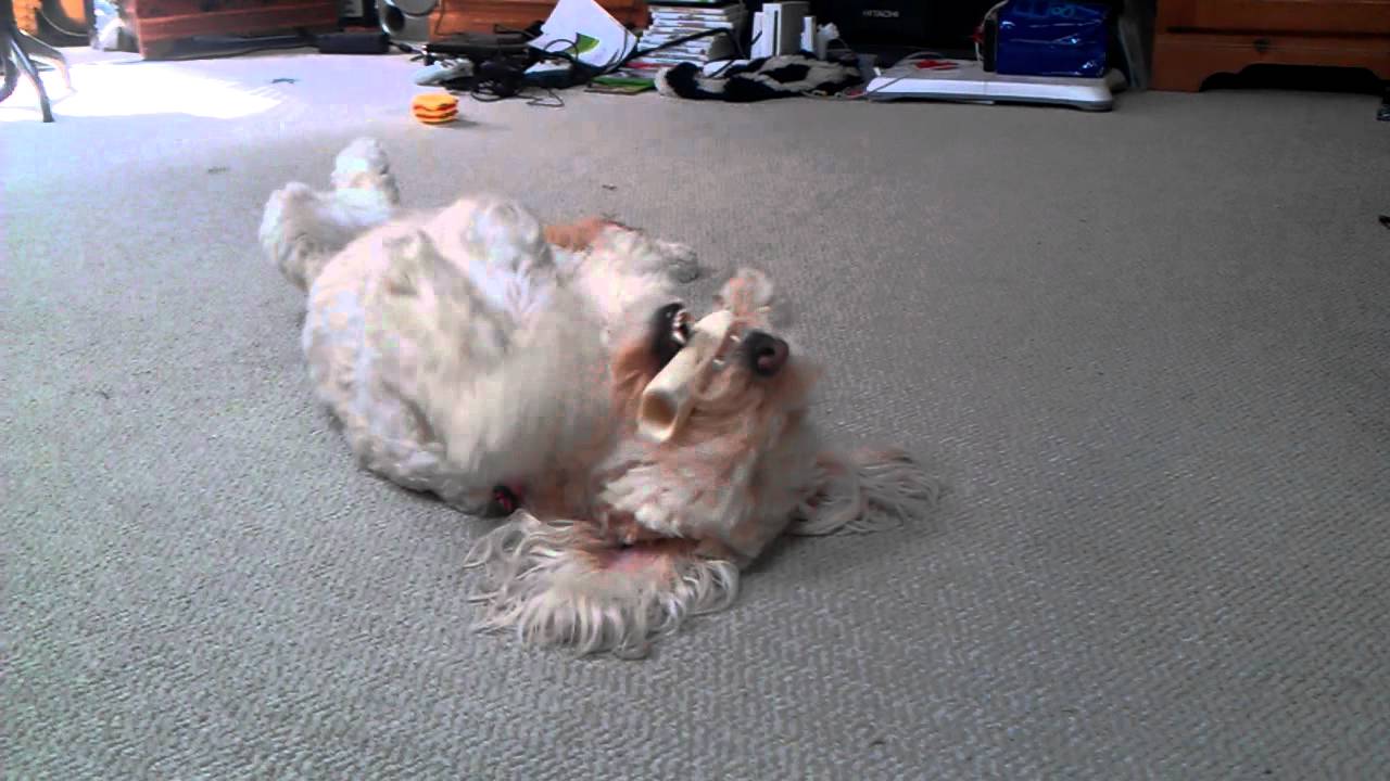 Our dog chewing on bone..paws as hands YouTube