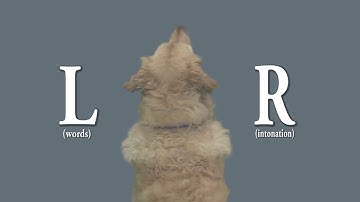 Neural Mechanisms For Lexical Processing In Dogs