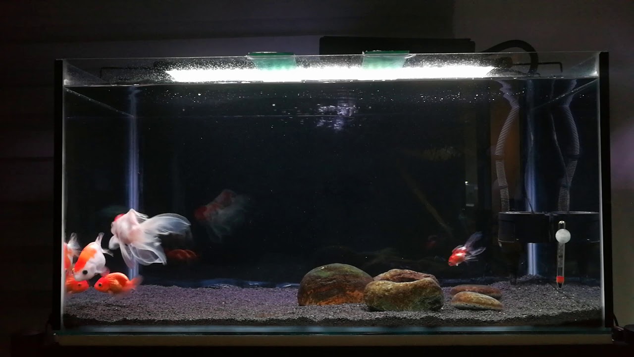 50 gallons goldfish tank - YouTube