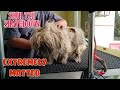 SHIH TZU SHAVEDOWN | EXTREMELY MATTED