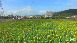 『空拍攝』2015 通霄花海向日葵空拍