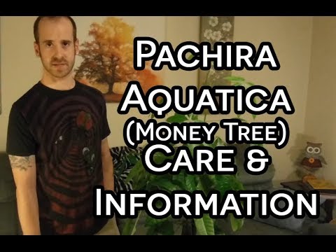 Pachira Aquatica (Money Tree) Information & Care