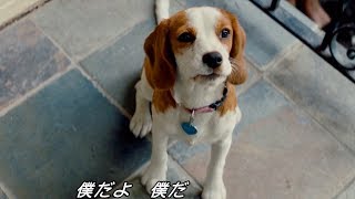 気づいて、僕だよ!!／映画『僕のワンダフル・ジャーニー』本編映像