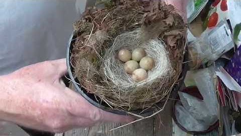 A Deserted Treecreeper Nest