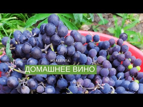 (18+)КАК ЛЕГКО СДЕЛАТЬ ДОМАШНЕЕ ВИНО ИЗ ВИНОГРАДА ИЗАБЕЛЛА