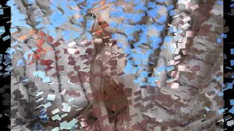 Video 10738681: sphynx cattery