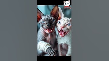 This Birthday, All They Want is Love | Sphynx Cat!#shorts #meow #cat #viral meow meow