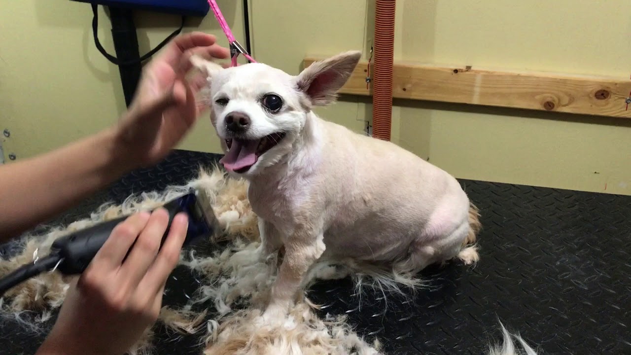 show grooming long coat chihuahua