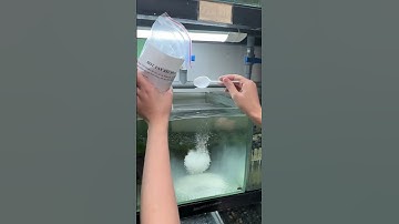 Thử bột tẩy rong rêu với hồ kính #becathuysinh #cabaymau #tayreuhokinh#bottayrongreu