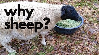 6 Reasons to Add Sheep to Your Homestead [especially for firsttimers]